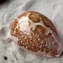 Image of Map Cowry