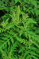 Image of ragweed