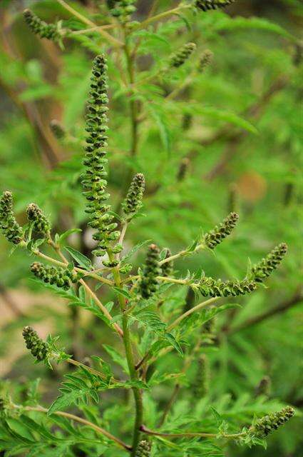 Image of ragweed