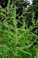 Image of ragweed