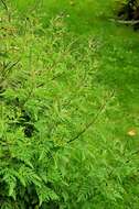 Image of ragweed