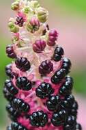 Image of pokeweed