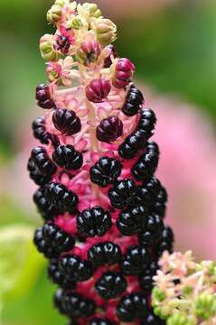 Image of pokeweed