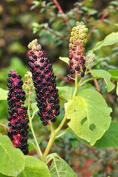 Image of pokeweed