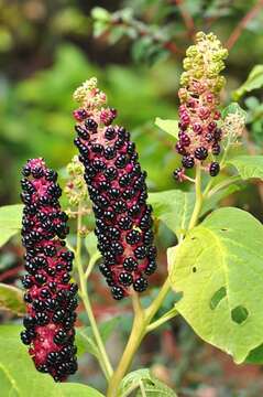 Image of pokeweed