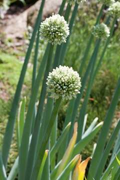 Image of Allium pskemense B. Fedtsch.