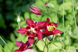 Image of columbine