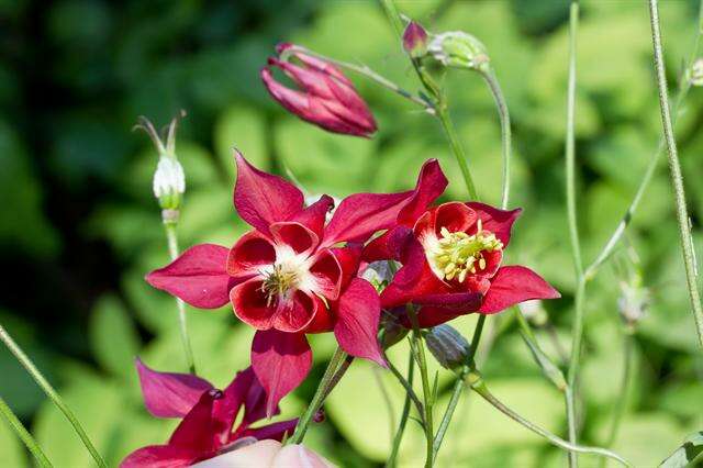 Image of columbine