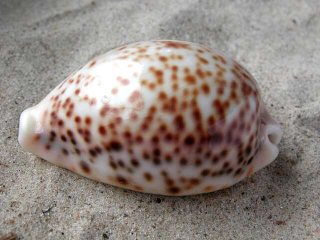 Image of cowrie