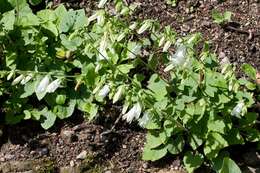 Image of Campanula alliariifolia Willd.