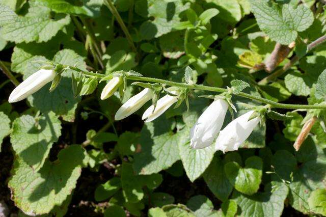 Image of Campanula alliariifolia Willd.