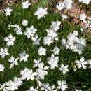 Image of Dianthus petraeus Waldst. & Kit.