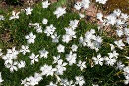 Image of Dianthus petraeus Waldst. & Kit.