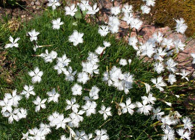 Image of Dianthus petraeus Waldst. & Kit.