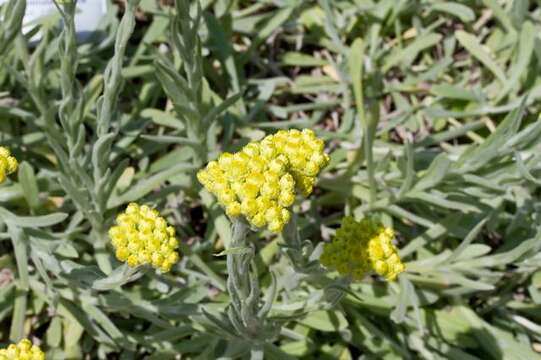 Image of Helichrysum arenarium subsp. aucheri (Boiss.) Davis & Kupicha