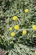 Image of Helichrysum arenarium subsp. aucheri (Boiss.) Davis & Kupicha