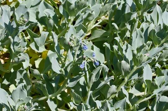 Mertensia resmi