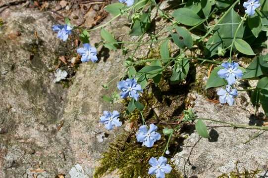 Image of Omphalodes rupestris Rupr. ex Boiss.