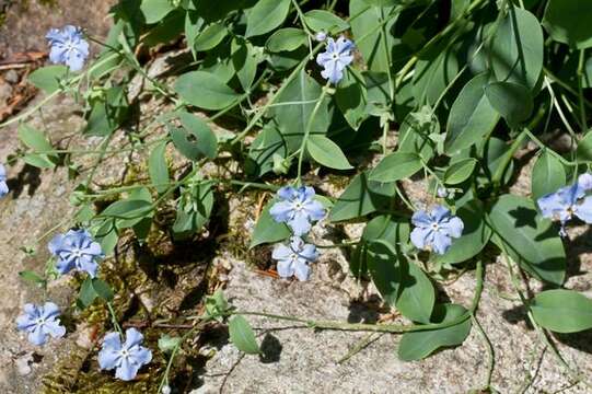 صورة Omphalodes rupestris Rupr. ex Boiss.