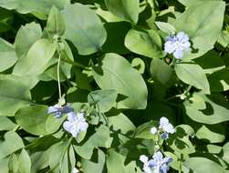 Omphalodes resmi