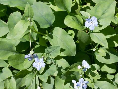 Imagem de Omphalodes rupestris Rupr. ex Boiss.