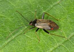 Adelphocoris seticornis (Fabricius 1775)的圖片