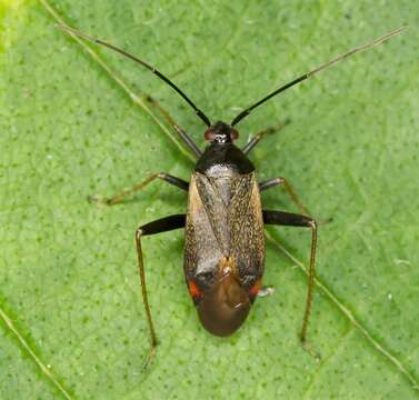 Adelphocoris seticornis (Fabricius 1775)的圖片