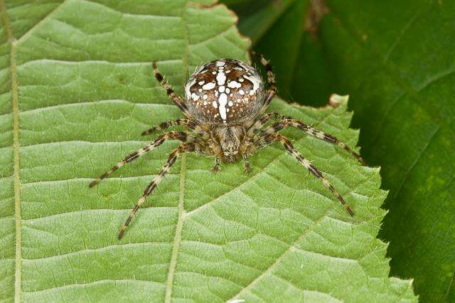 Image of Araneus