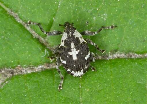 Ceutorhynchus litura Germar 1824 resmi