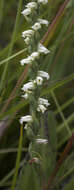 Image of Case's lady's tresses