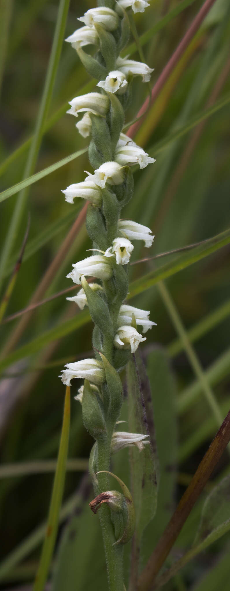 Spiranthes casei Catling & Cruise resmi