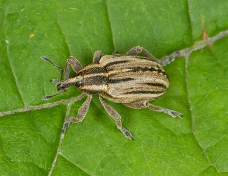 Image of Hypera