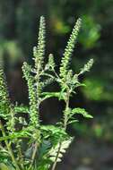 Image of ragweed