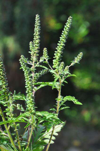 Image of ragweed