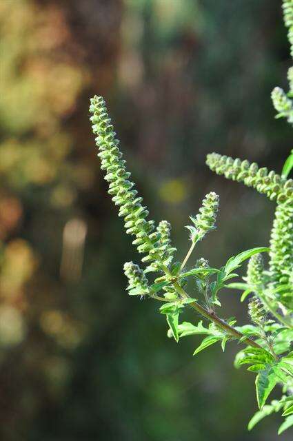 Image of ragweed