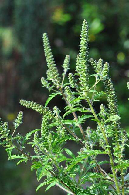 Image of ragweed