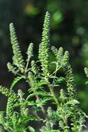 Image of ragweed