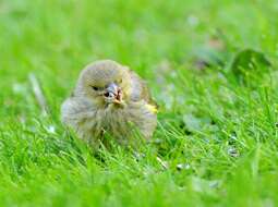 Image of European greenfinch