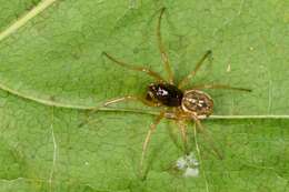 Image of Thickjawed Orb Weavers