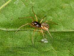 Image of Thickjawed Orb Weavers