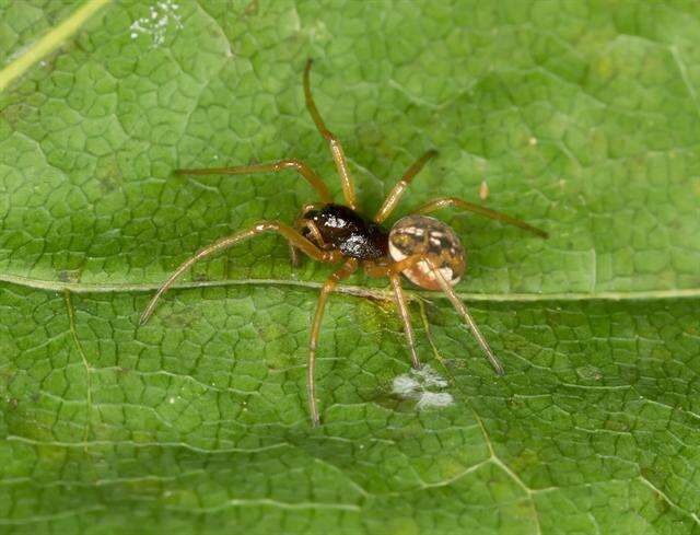 Image of Thickjawed Orb Weavers