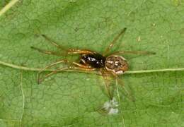 Image of Thickjawed Orb Weavers