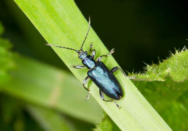 Image of <i>Plateumaris sericea</i>