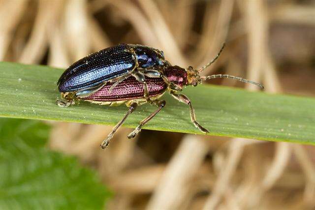 Image of <i>Plateumaris sericea</i>