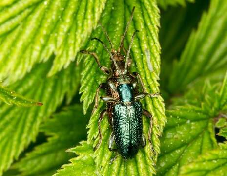 Image of <i>Plateumaris sericea</i>