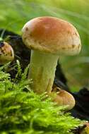 Image of Hypholoma