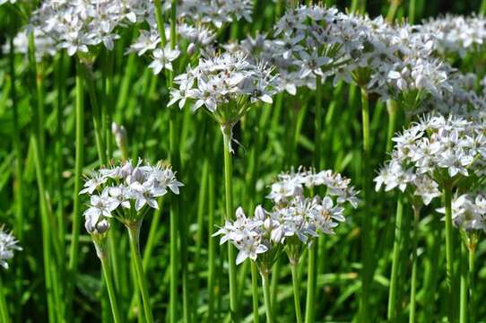 Image of Chinese chives