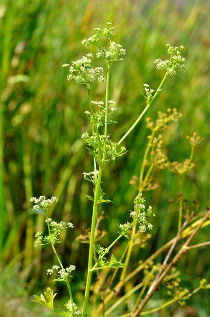 Image of celery