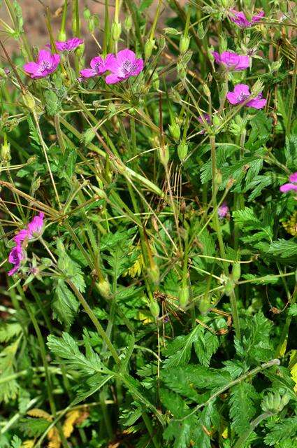 Sivun Erodium carvifolium Boiss. & Reuter kuva