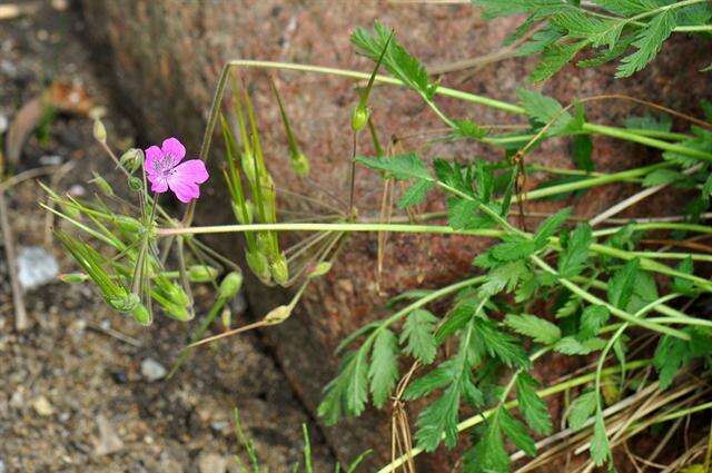 Image of Erodium carvifolium Boiss. & Reuter